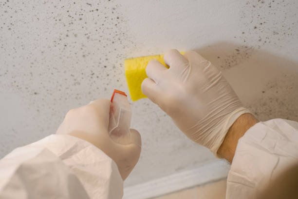 Best Mold Removal for HVAC Installations  in Wadley, GA